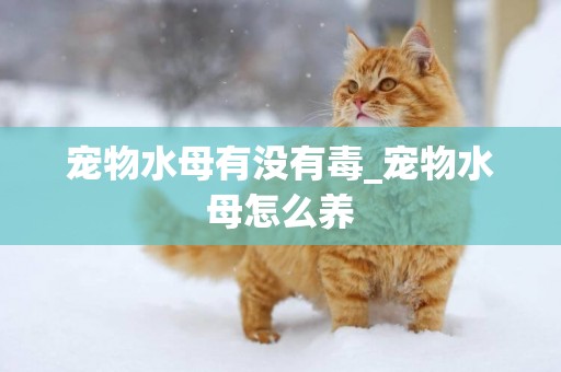 寵物水母有沒有毒_寵物水母怎么養