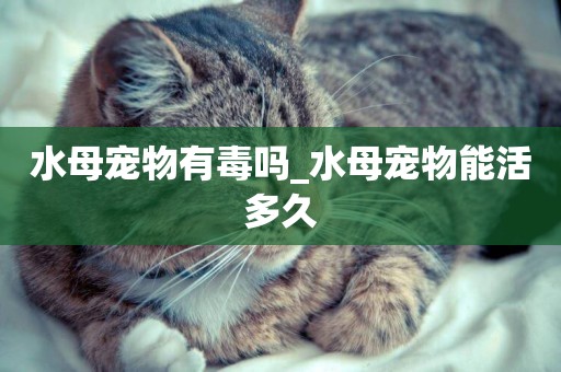 水母寵物有毒嗎_水母寵物能活多久