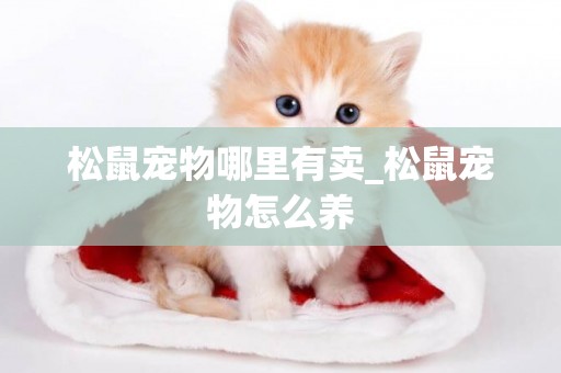 松鼠寵物哪里有賣_松鼠寵物怎么養