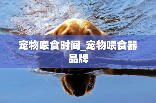 寵物喂食時間_寵物喂食器品牌