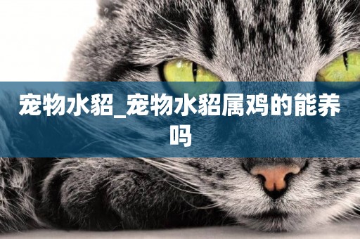 寵物水貂_寵物水貂屬雞的能養嗎