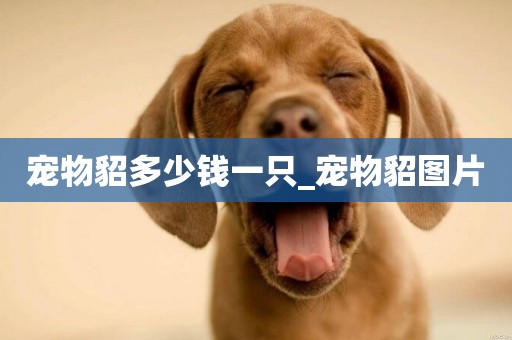 寵物貂多少錢一只_寵物貂圖片