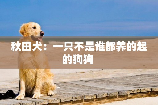 秋田犬：一只不是誰都養的起的狗狗 