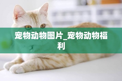 寵物動物圖片_寵物動物福利