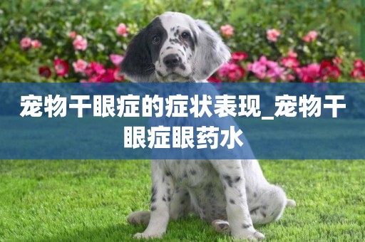 寵物干眼癥的癥狀表現_寵物干眼癥眼藥水