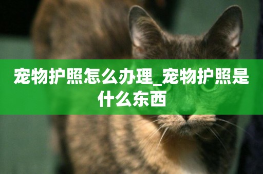 寵物護照怎么辦理_寵物護照是什么東西