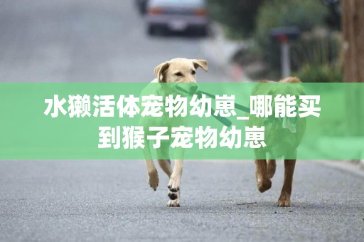 水獺活體寵物幼崽_哪能買到猴子寵物幼崽
