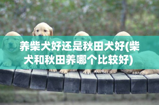 養柴犬好還是秋田犬好(柴犬和秋田養哪個比較好) 