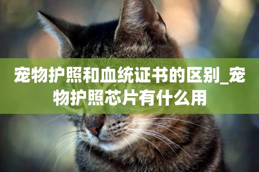 寵物護照和血統證書的區別_寵物護照芯片有什么用