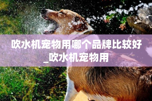 吹水機寵物用哪個品牌比較好_吹水機寵物用