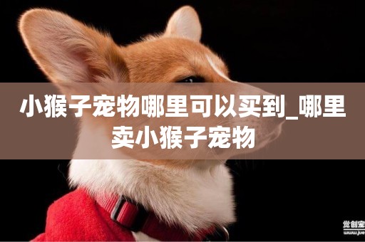 小猴子寵物哪里可以買到_哪里賣小猴子寵物