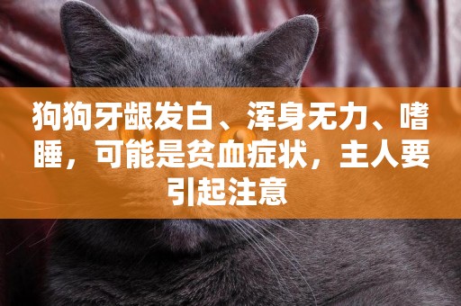 狗狗牙齦發白、渾身無力、嗜睡，可能是貧血癥狀，主人要引起注意 