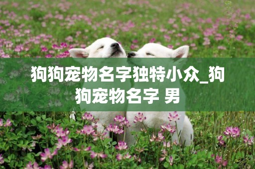 狗狗寵物名字獨特小眾_狗狗寵物名字 男