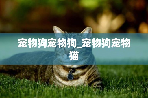 寵物狗寵物狗_寵物狗寵物貓