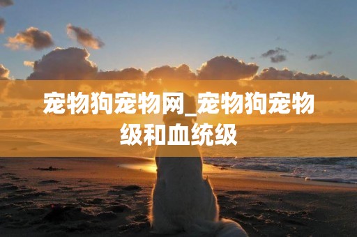 寵物狗寵物網_寵物狗寵物級和血統級
