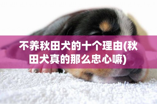 不養秋田犬的十個理由(秋田犬真的那么忠心嘛) 