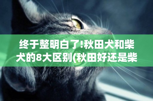 終于整明白了!秋田犬和柴犬的8大區別(秋田好還是柴犬好) 