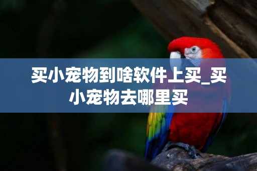 買小寵物到啥軟件上買_買小寵物去哪里買