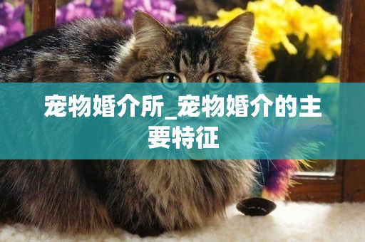 寵物婚介所_寵物婚介的主要特征
