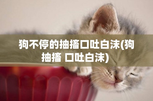 狗不停的抽搐口吐白沫(狗抽搐 口吐白沫) 狗不停的抽搐口吐白沫(狗抽搐 口吐白沫)