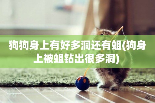 狗狗身上有好多洞還有蛆(狗身上被蛆鉆出很多洞) 