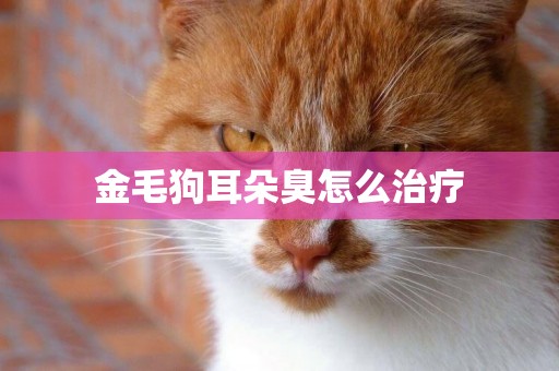 金毛狗耳朵臭怎么治療
