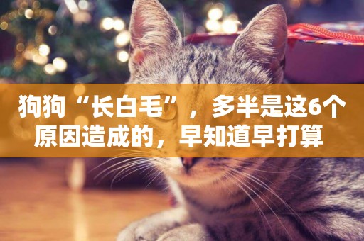 狗狗“長白毛”，多半是這6個原因造成的，早知道早打算 