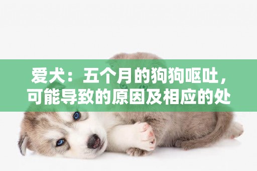 愛犬：五個月的狗狗嘔吐，可能導致的原因及相應的處理措施參考 