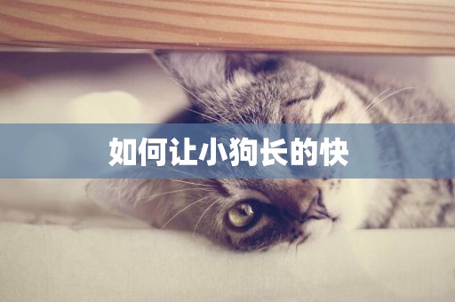 如何讓小狗長的快