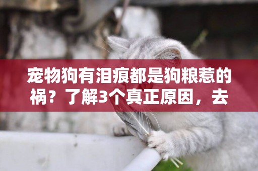 寵物狗有淚痕都是狗糧惹的禍？了解3個真正原因，去除淚痕才有效 
