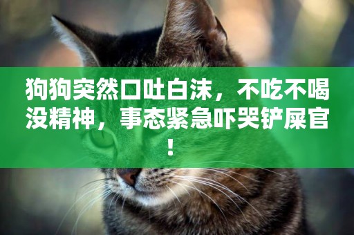 狗狗突然口吐白沫，不吃不喝沒精神，事態緊急嚇哭鏟屎官！ 