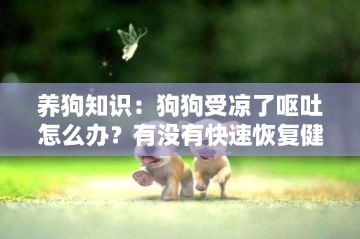 養狗知識：狗狗受涼了嘔吐怎么辦？有沒有快速恢復健康的方法？ 