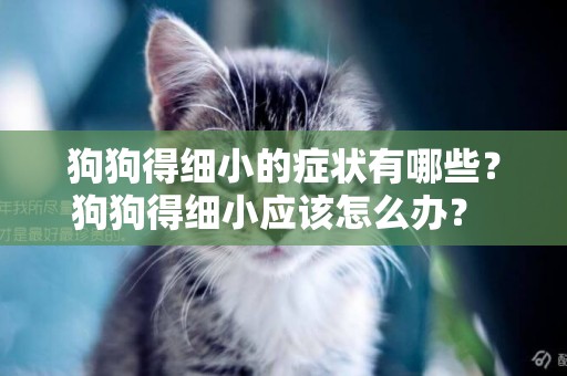 狗狗得細小的癥狀有哪些？狗狗得細小應該怎么辦？ 