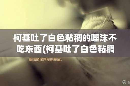 柯基吐了白色粘稠的唾沫不吃東西(柯基吐了白色粘稠的唾沫流鼻涕) 