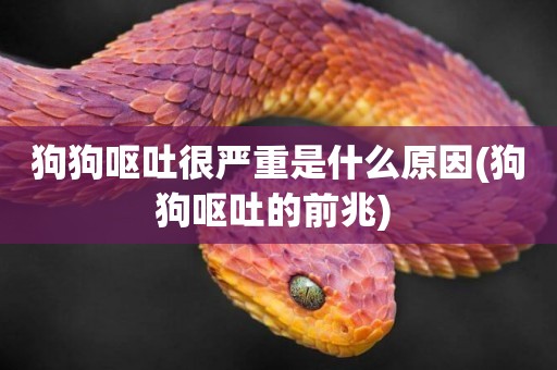 狗狗嘔吐很嚴重是什么原因(狗狗嘔吐的前兆) 