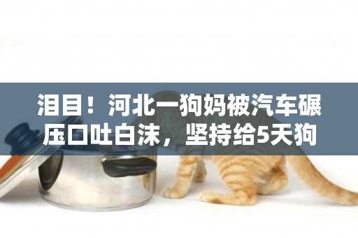 淚目！河北一狗媽被汽車碾壓口吐白沫，堅持給5天狗崽喂奶后離世 