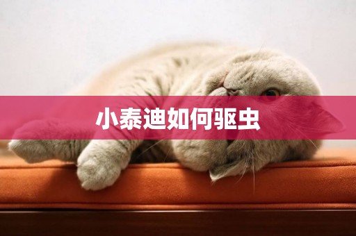 小泰迪如何驅蟲