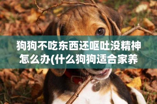 狗狗不吃東西還嘔吐沒精神怎么辦(什么狗狗適合家養新手) 