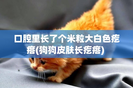 口腔里長了個米粒大白色疙瘩(狗狗皮膚長疙瘩) 
