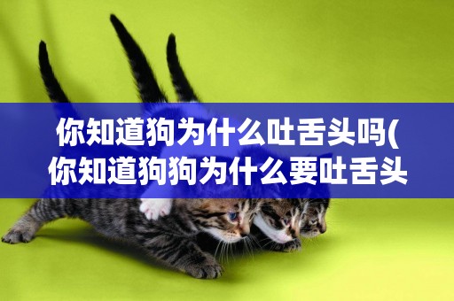 你知道狗為什么吐舌頭嗎(你知道狗狗為什么要吐舌頭) 