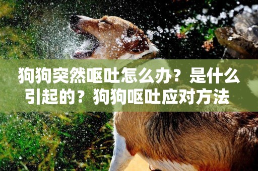 狗狗突然嘔吐怎么辦？是什么引起的？狗狗嘔吐應對方法 
