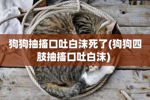 狗狗抽搐口吐白沫死了(狗狗四肢抽搐口吐白沫) 