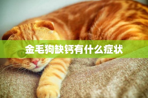 金毛狗缺鈣有什么癥狀
