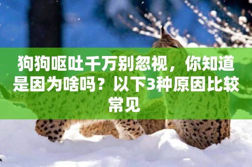 狗狗嘔吐千萬別忽視，你知道是因為啥嗎？以下3種原因比較常見 