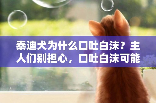 泰迪犬為什么口吐白沫？主人們別擔心，口吐白沫可能是這些原因 