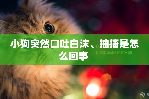 小狗突然口吐白沫、抽搐是怎么回事 