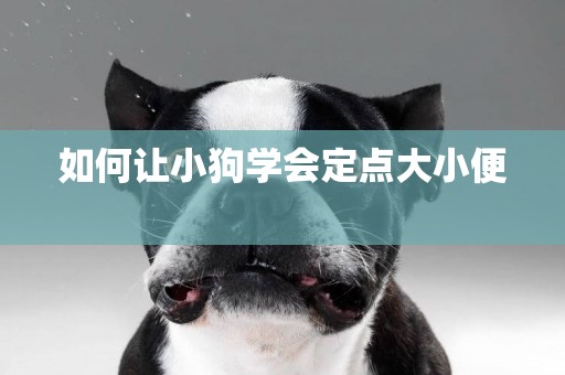 如何讓小狗學會定點大小便 