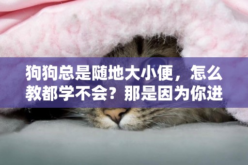 狗狗總是隨地大小便，怎么教都學不會？那是因為你進入了5個誤區 