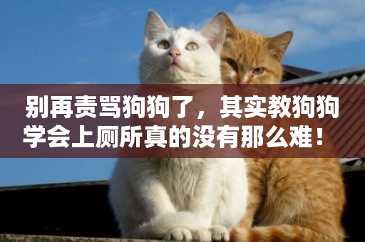 別再責罵狗狗了，其實教狗狗學會上廁所真的沒有那么難！ 