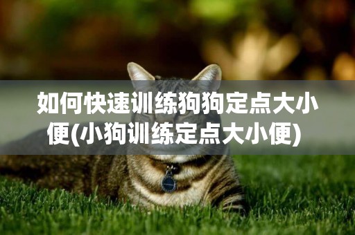 如何快速訓練狗狗定點大小便(小狗訓練定點大小便) 